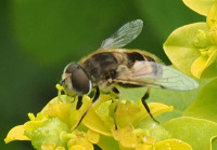 Eristalis-arbustorum